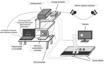 Anticipatory action planning for stepping onto competing potential targets